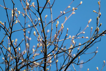 Young tree buds close-up on sunny spring day blue sky background. New leaves growing on branches. Positive life time