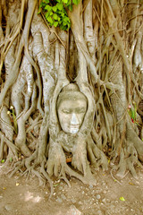 Asia , Thailand - Ayutthaya - Buddha face in the tree
