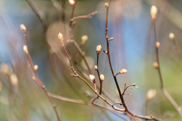 Young tree buds close-up on sunny spring day blurred background. New leaves growing on branches. Positive life time