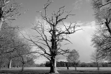 Trees in the Park, Phoenix Park, Dublin - Ireland