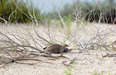 Scaled Quail in New Mexico desert.