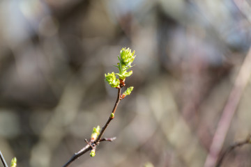 Young tree buds close-up on sunny spring day blurred background. New leaves growing on branches. Positive life time