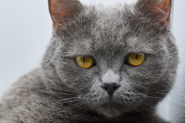 portrait of british shorthair cat