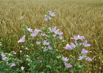 Fototapeta premium In the wild, mallow blooms