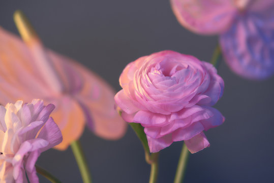 Pink ranunculus on black background