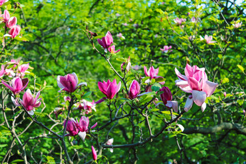 Magnolia tree blooming in springtime on sky background. Vibrant pink magnolia flowers