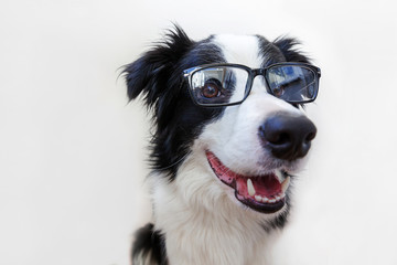 Funny studio portrait of smilling puppy dog border collie in eyeglasses isolated on white background. Little dog gazing in glasses. Back to school. Cool nerd style. Funny pets animals life concept.