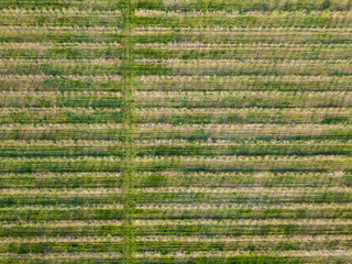 Field with rows of trees. Aerial view of a drone agricultural land