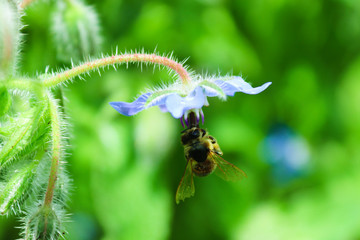 Flying bee collecting nectar at a blue in summer or spring day. Bee flying over the purple flower in blur background.Macro. Copy space. Selective focus. Green background