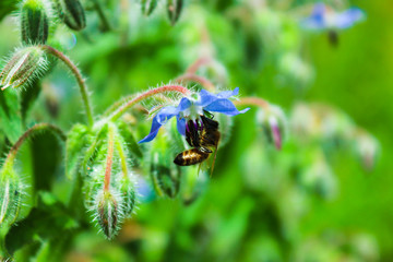 Flying bee collecting nectar at a blue in summer or spring day. Bee flying over the purple flower in blur background.Macro. Copy space. Selective focus. Green background