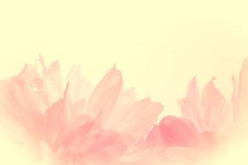 Fototapeta na wymiar Pretty Pink Cherry Blossom Flower For Background Design