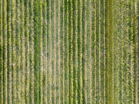 Field planted with young tree, gardening and planting forests. Aerial view from the drone