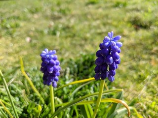 Close up of purple flowers in a meadow, with green spring colors in soft focus on the background