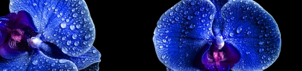 Panoramic macro view of a blue orchid with dew on black background
