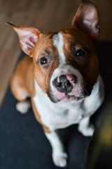 Close up of the Stafford dog