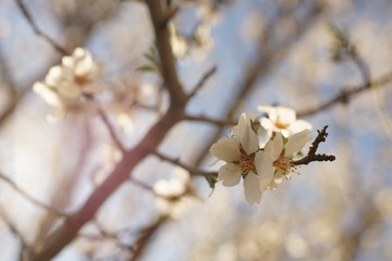Almond tree branch with white beautiful flowers.