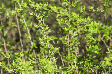 Young spring vibrant green leaves in bushes macro with blurred background. Sunny growth time natural fresh close-up
