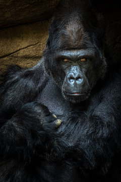 silverback gorilla staring