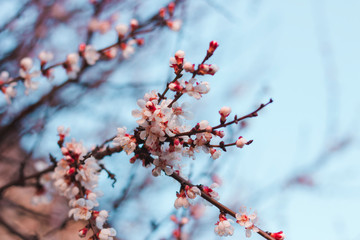 Flowering apricot tree. Branch with flowers on a background of blue sky
