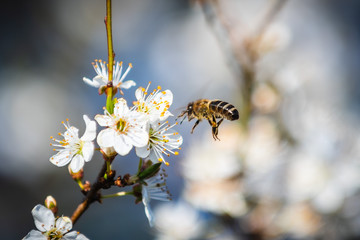 owady, wiosna, pyłki, © Tomasz