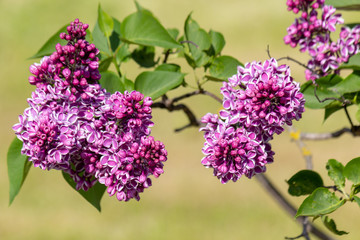 Obraz premium Branch of spring blossoming purpure pink lilac with green leafs. Closeup lilac. Background of flowers. Nature and plants