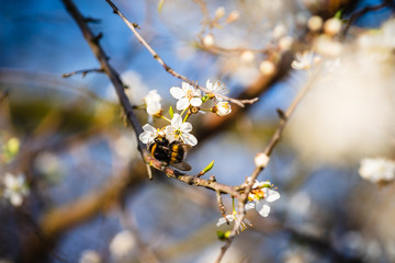 owady, wiosna, pyłki, © Tomasz