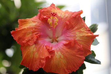 One orange hibiscus exotic tropical flower with green leaves blooming