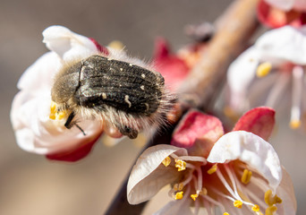 Tropinota hirta, a pest that destroys the flowering plants, feeds on flowers and buds of plants, Beetle that eats apricot inflorescences.