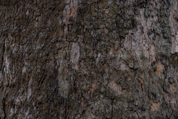 Great texture of the dark bark of a tree