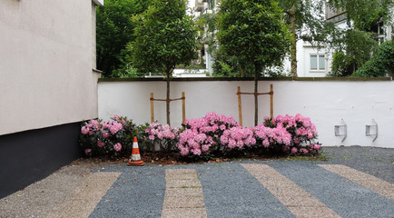 Blooming rhododendron in car park near  residential building