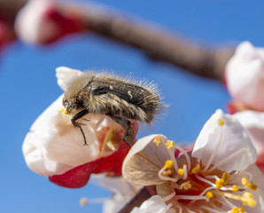 Tropinota hirta, a pest that destroys the flowering plants, feeds on flowers and buds of plants, Beetle that eats apricot inflorescences.