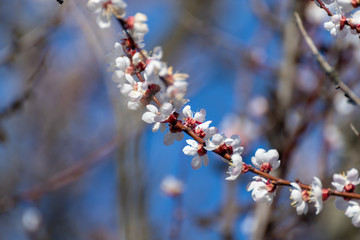 White pink cherry blossom flowers close-up, unfocussed tree branches. Romantic spring delicate flower petals nature details macro with blurred background