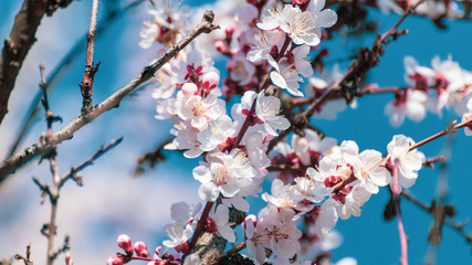 White pink cherry blossom flowers close-up on clear blue sky. Romantic spring delicate flower petals nature details macro with blurred background