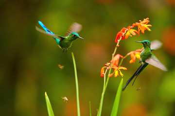 Long-tailed Sylph, Aglaiocercus kingii, two spectacular hummingbirds  hovering next to orange flowers against dark green cloud forest reserve background.  Ecuador, San Isidro.