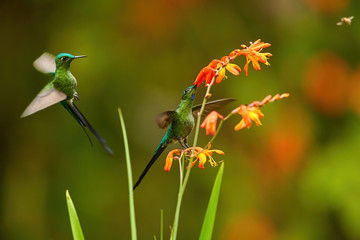 Long-tailed Sylph, Aglaiocercus kingii, two spectacular hummingbirds  hovering next to orange flowers against dark green cloud forest reserve background.  Ecuador, San Isidro.