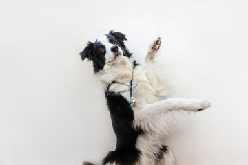 Puppy dog border collie with stethoscope isolated on white background. Little dog on reception at veterinary doctor in vet clinic. Pet health care and animals concept.
