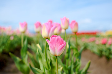 Purple and white tulips