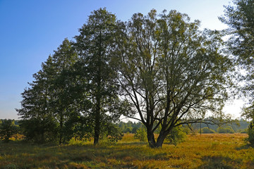 Large trees in a field close-up, soft light, morning.