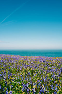 Bluebells on the coast.