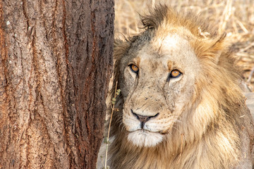 Close up of lion resting against tree in Serengeti