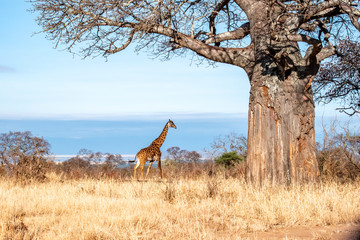 Giraffe dwarfed by giant Baobab Tree in Taragire Elephant Preserve in Tanzania. Africa.