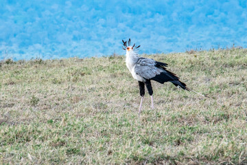 Obraz na płótnie Canvas Secretary bird in the Ngorongoro Crater of Tanzania, Africa.