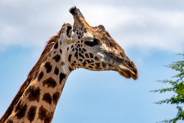 C;pse up of giraffe in Ngorongoro Crater with blue sky in back ground.