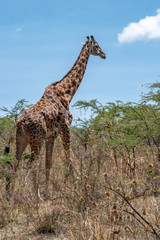 C;pse up of giraffe in Ngorongoro Crater with blue sky in back ground.