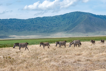 Fototapeta na wymiar Zebras grazing in Tarangire National Park, Tanzania, Africa