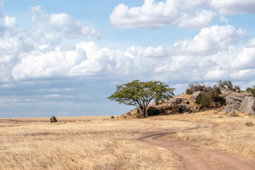 Jeeps on safari in the Serengeti, Tanzania, Africa