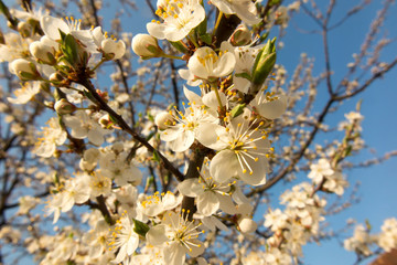 .blackthorn branch with lots of white flowers