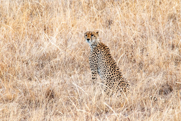 Cheetah perched on termite hill keeping watch for potential prey.