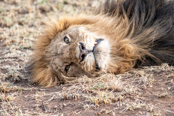Close up of lion in Ngorongoro crater resting after mating
