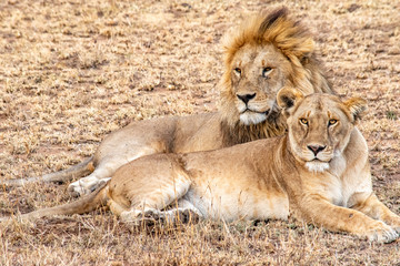 Obraz na płótnie Canvas Close up of lion couple in Ngorongoro crater resting after mating